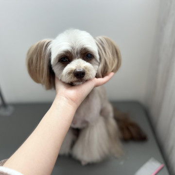 技術向上のためトリミングモデル犬募集