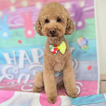 ◎技術向上のため、カットモデル犬募しています◎