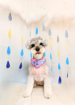 技術向上のため、モデル犬募集中です。