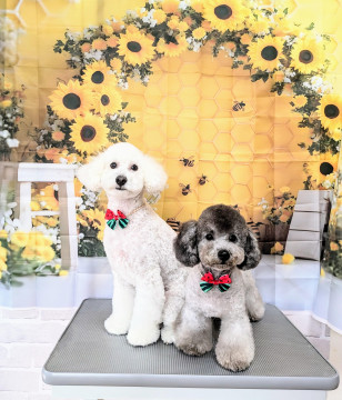 技術向上の為、カットモデル犬＆シャンプーモデル犬を大募集