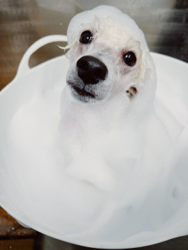 モデル犬募集中　リニューアルオープンの為ハーブパックor炭酸泉無料
