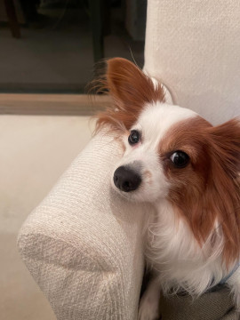 HPのモデル犬募集！