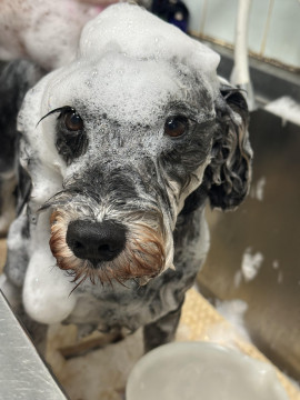 技術向上のため　シャンプーモデル犬を募集中！炭酸泉シャワー無料です