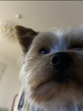 技術向上の為のモデル犬募集