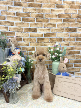 フリーランス、技術向上のためモデル犬を募集！！