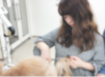 募集犬種→小型犬・中型犬全て