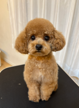 技術向上のためモデル犬を募集中！