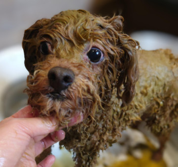 技術向上のためトリミングモデル犬募集します！