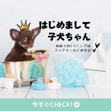 TikTok動画撮影用のパピーカットモデル犬を募集します