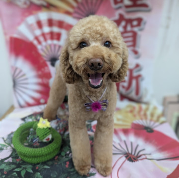 技術向上のため、カットモデル犬募しています😊