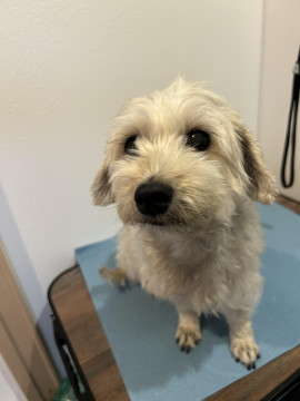 SNS掲載OKのモデル犬募集🐩✂️✨