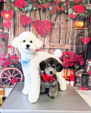 技術向上の為、カットモデル犬＆シャンプーモデル犬を大募集！！