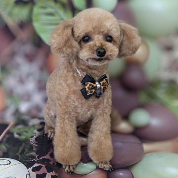◎技術向上の為、プードルに限らずカット犬種でのモデルさん募集◎
