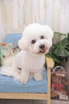 技術向上のためモデル犬を募集しています♪